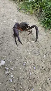 Leentje 07 Ontmoeting op het fietspad